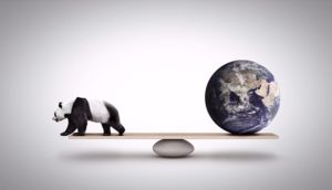 panda bambou engagement