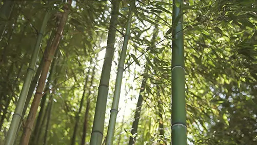 Forêt de bambous écologique
