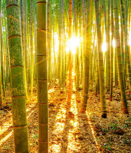 linge en fibre de bambou