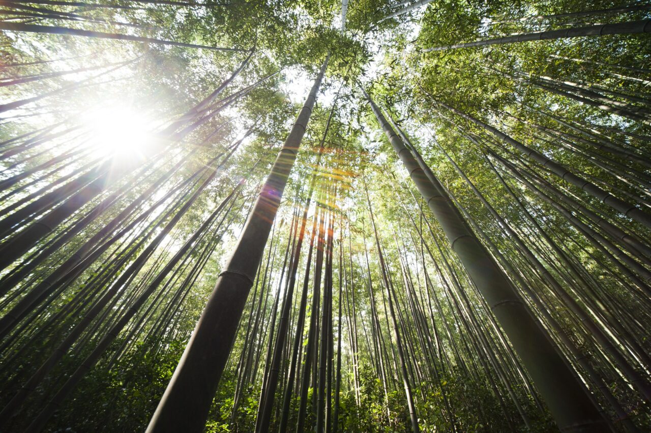 bambou ecologique