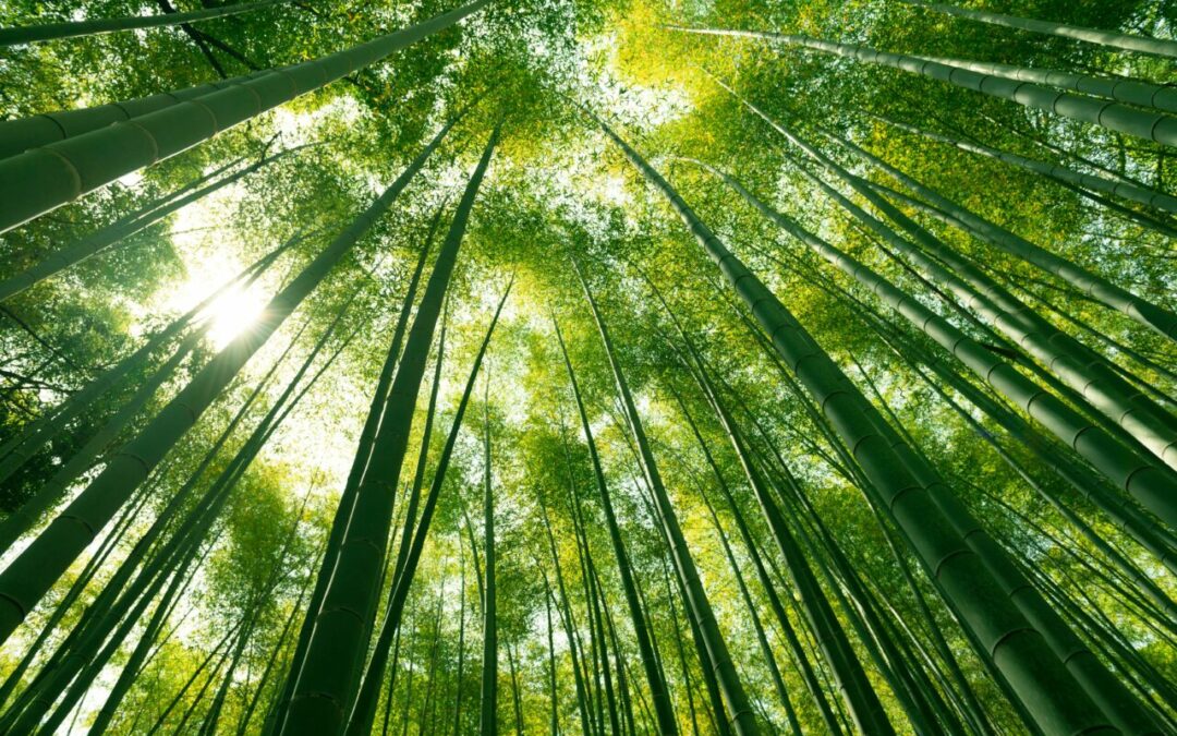 Découvrez le Confort Écologique du Linge de Maison en Fibre de Bambou